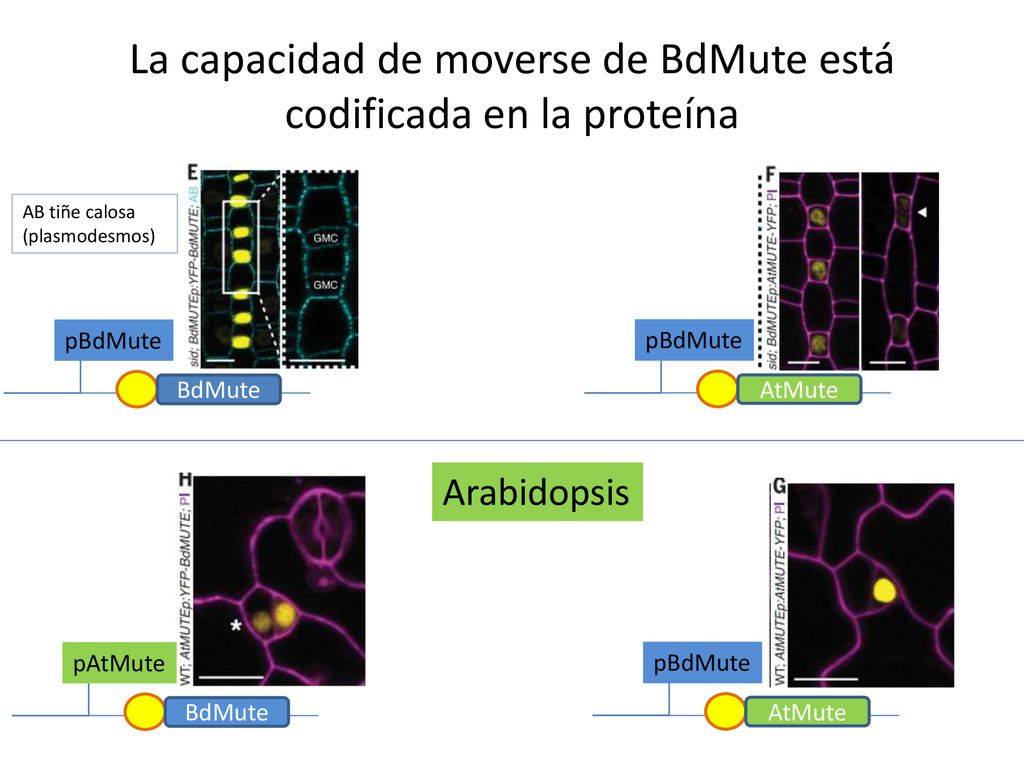 La capacidad de moverse de BdMute está codificada en la proteína