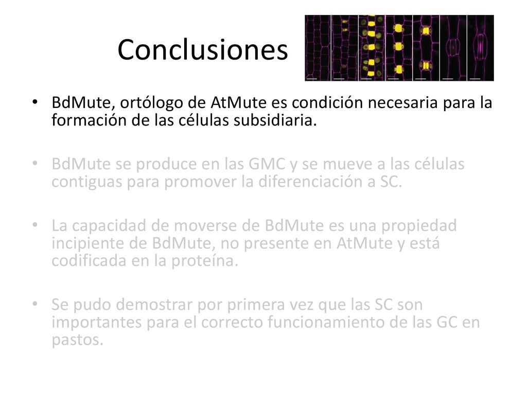 Conclusiones BdMute, ortólogo de AtMute es condición necesaria para la formación de las células subsidiaria.