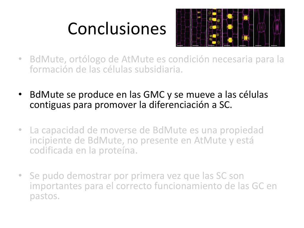 Conclusiones BdMute, ortólogo de AtMute es condición necesaria para la formación de las células subsidiaria.