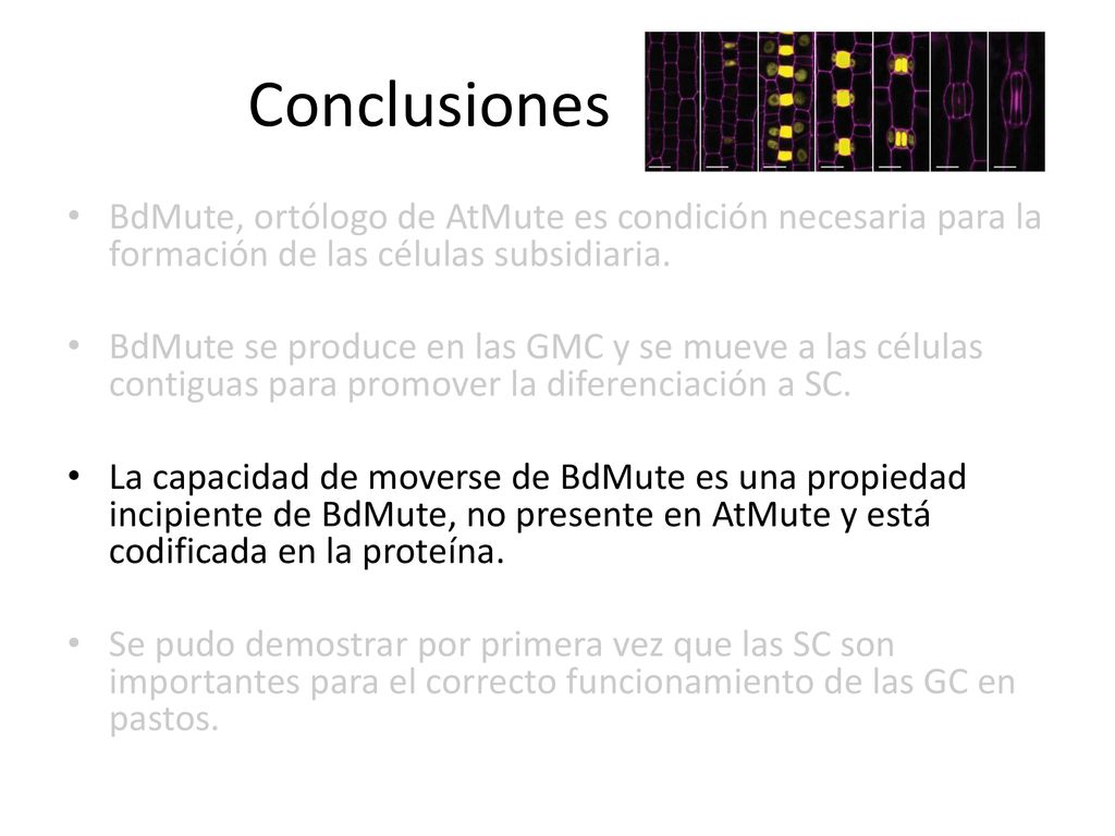Conclusiones BdMute, ortólogo de AtMute es condición necesaria para la formación de las células subsidiaria.