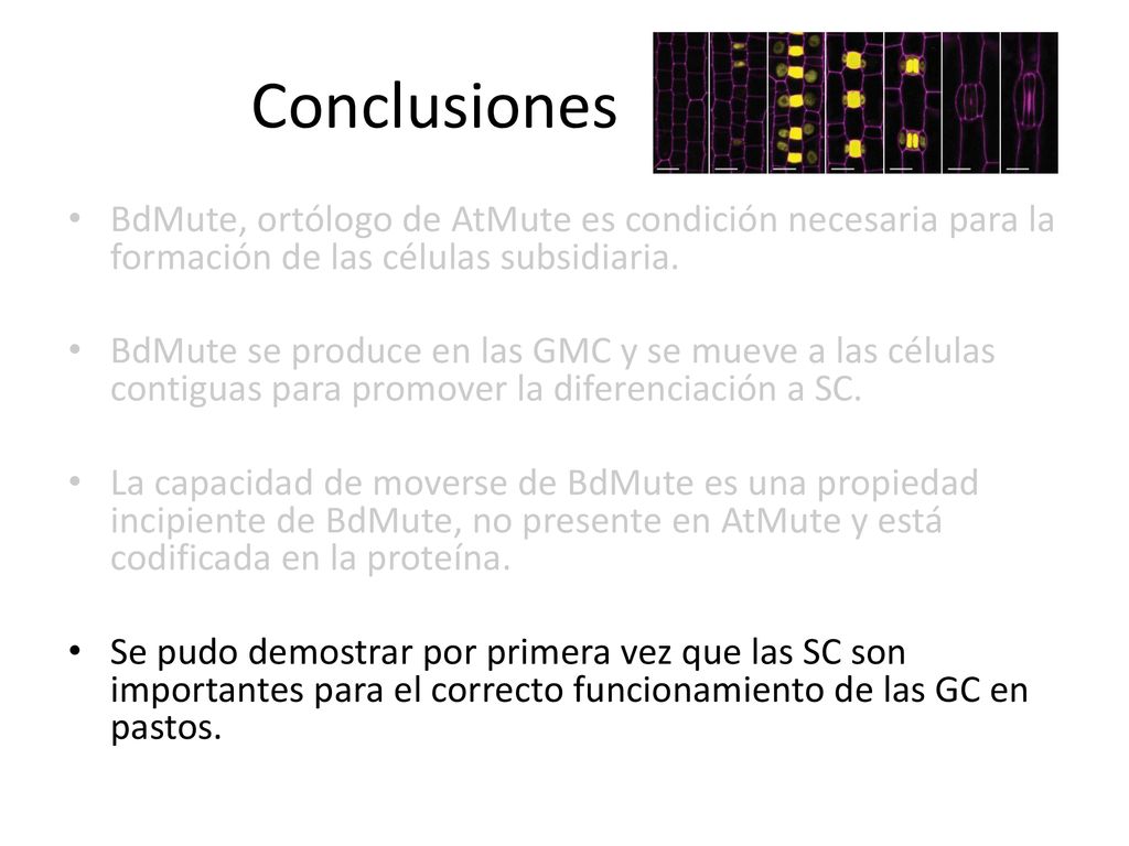 Conclusiones BdMute, ortólogo de AtMute es condición necesaria para la formación de las células subsidiaria.