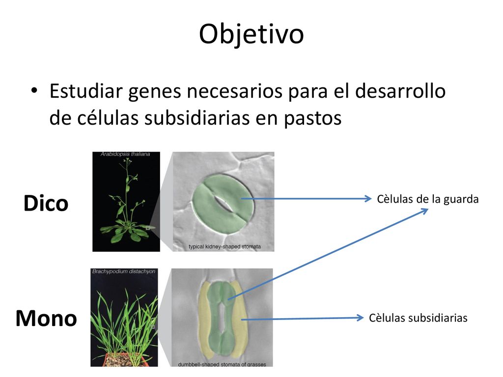 Objetivo Estudiar genes necesarios para el desarrollo de células subsidiarias en pastos. Dico. Cèlulas de la guarda.