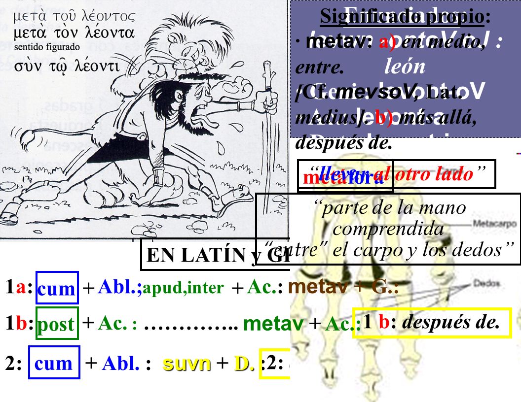 Enunciados: levwn -ontoV oJ : león Geni.: levont-oV Ac.: levont-a