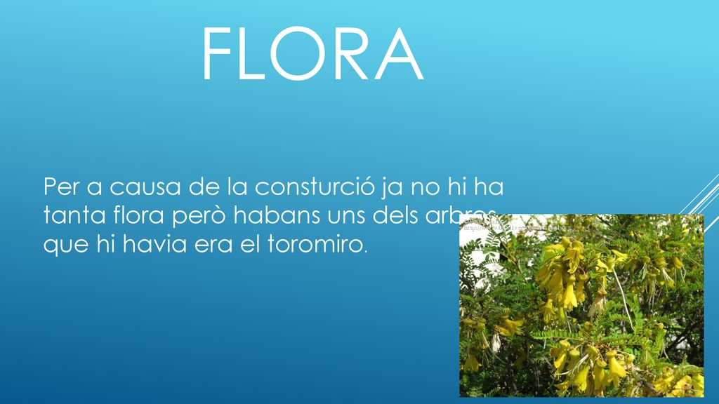 Flora Per a causa de la consturció ja no hi ha tanta flora però habans uns dels arbres que hi havia era el toromiro.