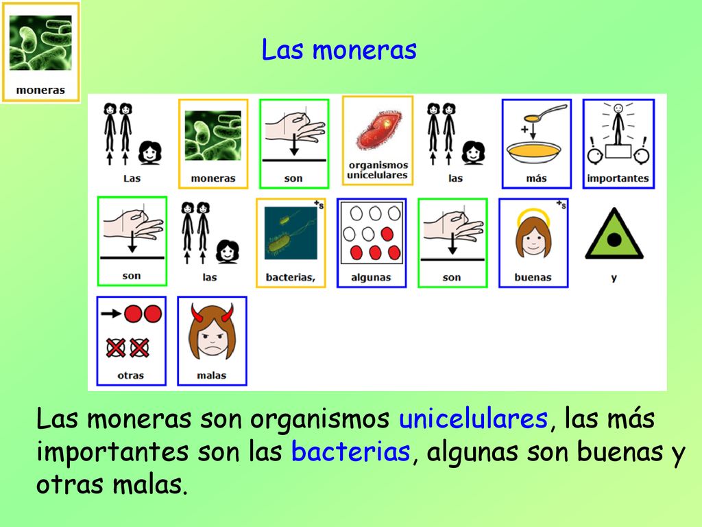 Las moneras Las moneras son organismos unicelulares, las más importantes son las bacterias, algunas son buenas y otras malas.