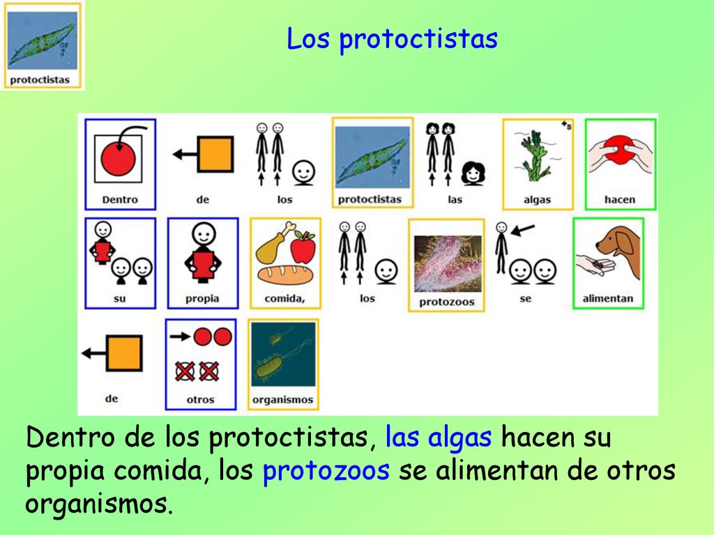 Los protoctistas Dentro de los protoctistas, las algas hacen su propia comida, los protozoos se alimentan de otros organismos.