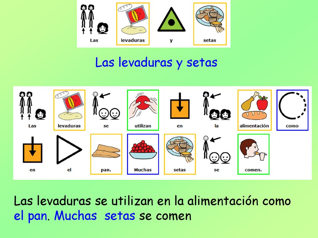 Las levaduras y setas Las levaduras se utilizan en la alimentación como el pan.