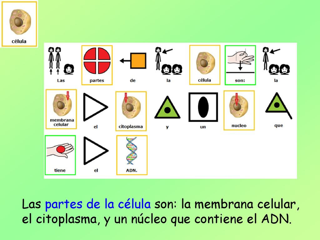 Las partes de la célula son: la membrana celular, el citoplasma, y un núcleo que contiene el ADN.