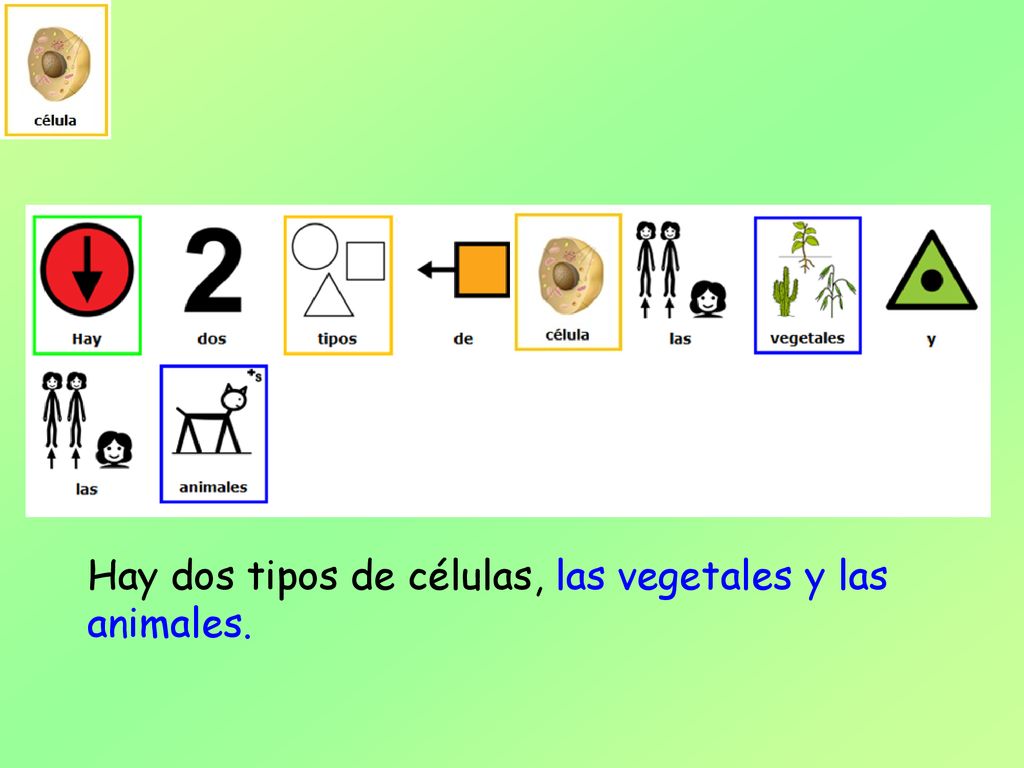 Hay dos tipos de células, las vegetales y las animales.