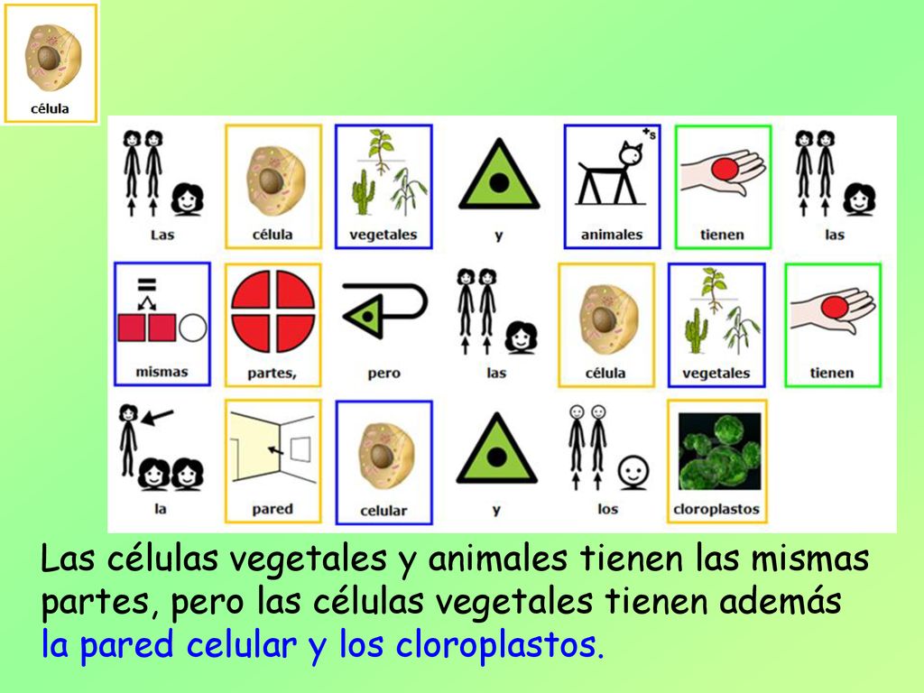 Las células vegetales y animales tienen las mismas partes, pero las células vegetales tienen además la pared celular y los cloroplastos.