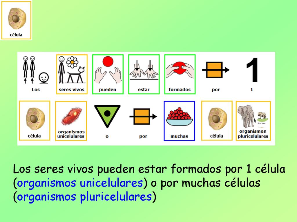 Los seres vivos pueden estar formados por 1 célula (organismos unicelulares) o por muchas células (organismos pluricelulares)