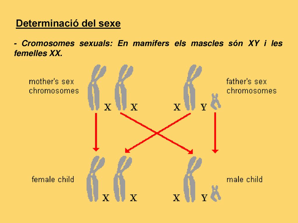 Determinació del sexe - Cromosomes sexuals: En mamífers els mascles són XY i les femelles XX.