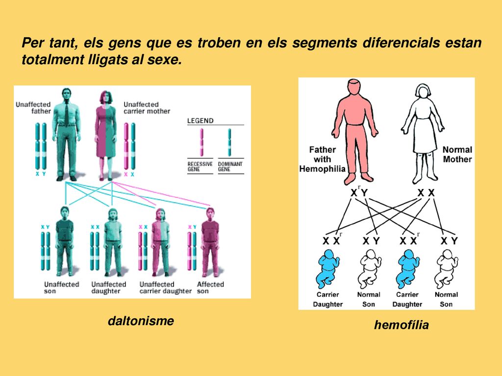 Per tant, els gens que es troben en els segments diferencials estan totalment lligats al sexe.
