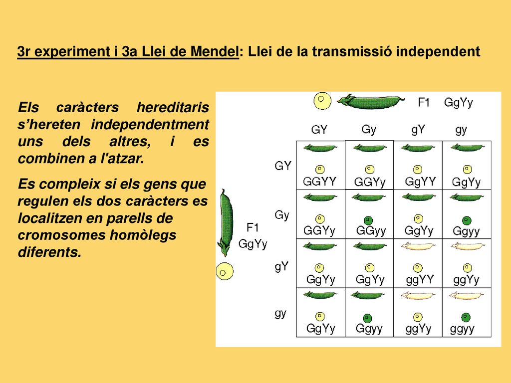 3r experiment i 3a Llei de Mendel: Llei de la transmissió independent