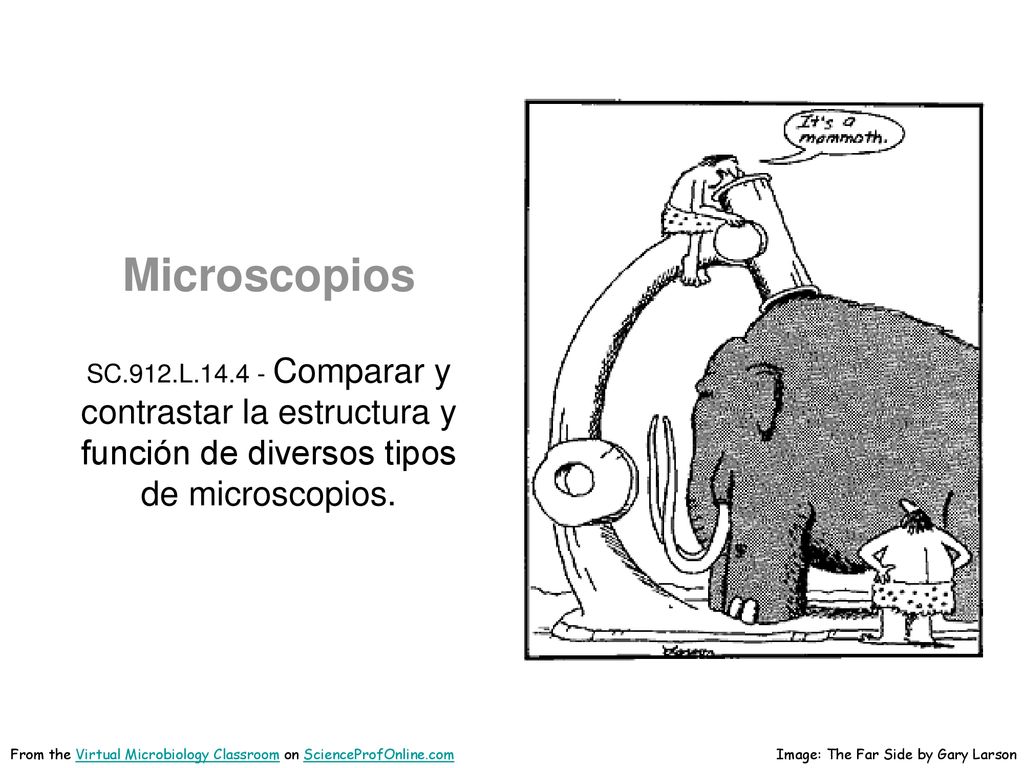Microscopios SC.912.L Comparar y contrastar la estructura y función de diversos tipos de microscopios.