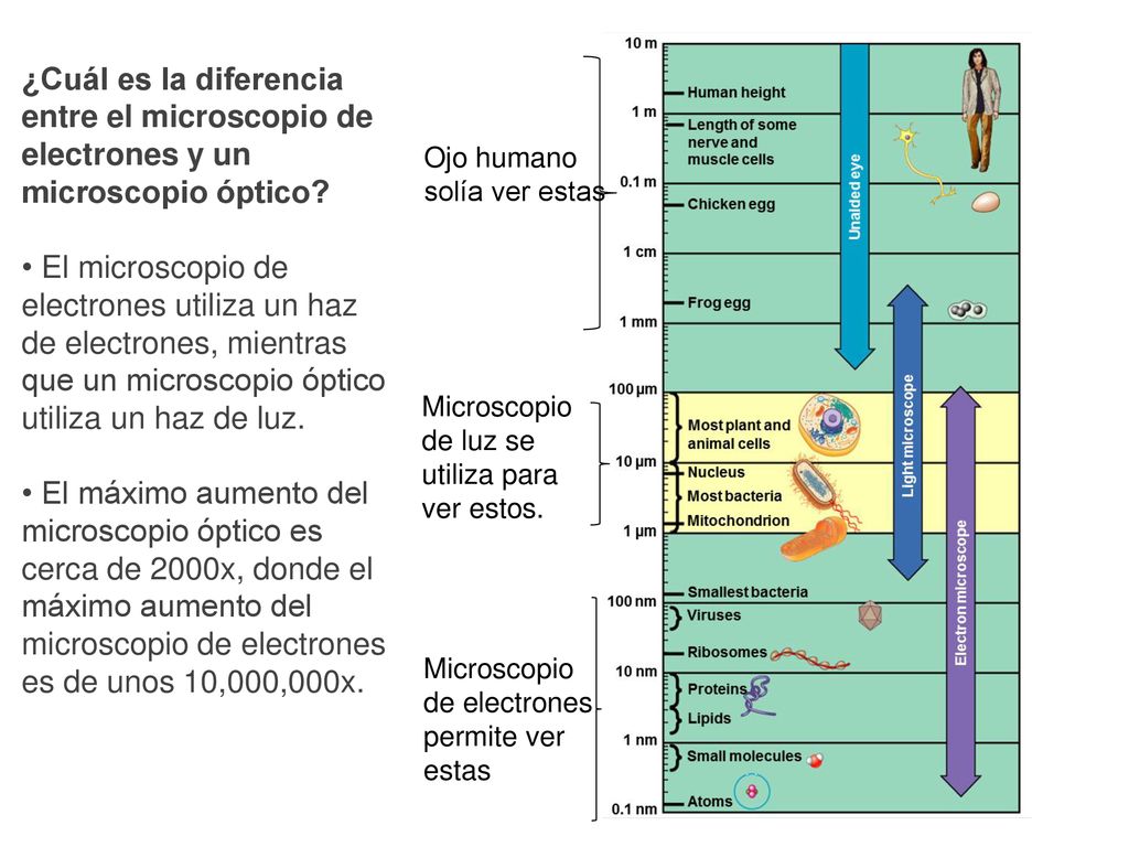 ¿Cuál es la diferencia entre el microscopio de electrones y un microscopio óptico