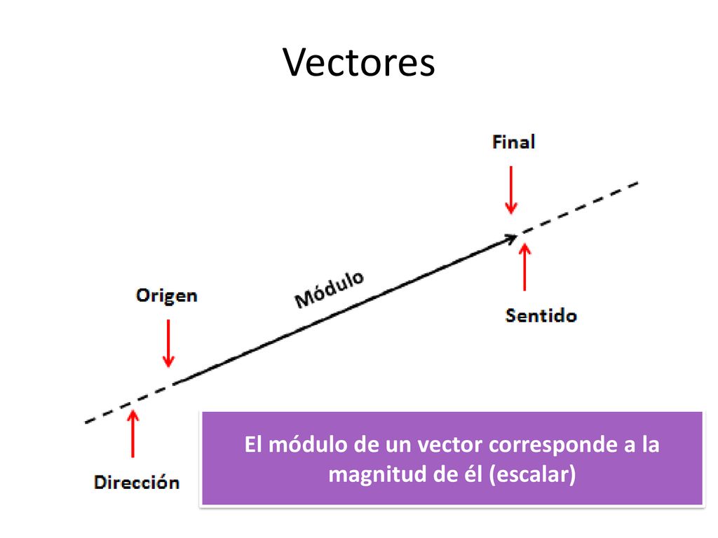 El módulo de un vector corresponde a la magnitud de él (escalar)