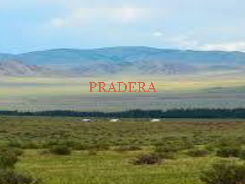 PRADERA TERRENO LLANO Y CON HIERBA Y CON MAYOR EXTENCION QUE EL PRADO.