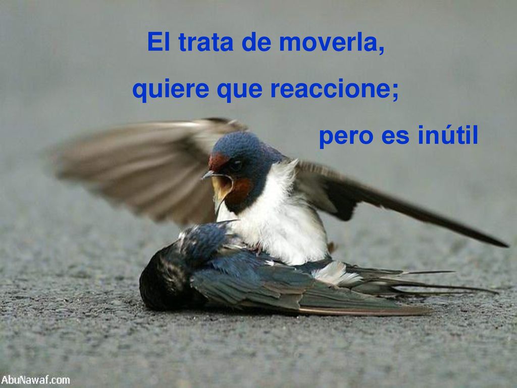 El trata de moverla, quiere que reaccione; pero es inútil