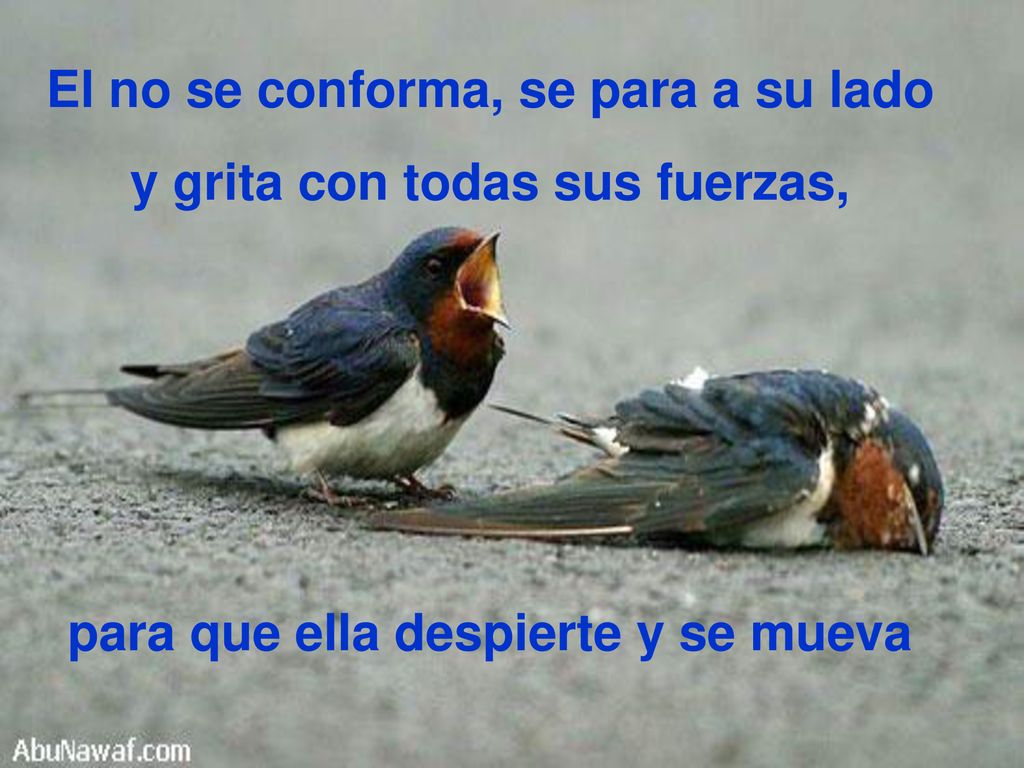 El no se conforma, se para a su lado y grita con todas sus fuerzas,