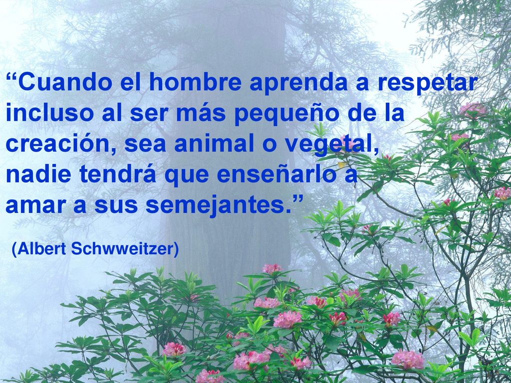 Cuando el hombre aprenda a respetar incluso al ser más pequeño de la creación, sea animal o vegetal, nadie tendrá que enseñarlo a amar a sus semejantes.