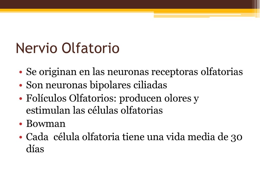 Nervio Olfatorio Se originan en las neuronas receptoras olfatorias