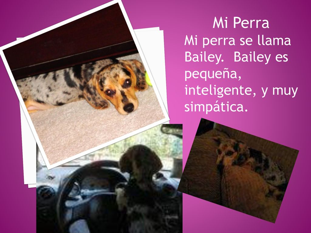 Mi Perra Mi perra se llama Bailey. Bailey es pequeña, inteligente, y muy simpática.