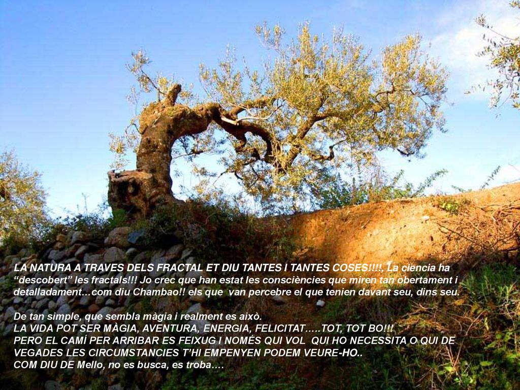 LA NATURA A TRAVES DELS FRACTAL ET DIU TANTES I TANTES COSES