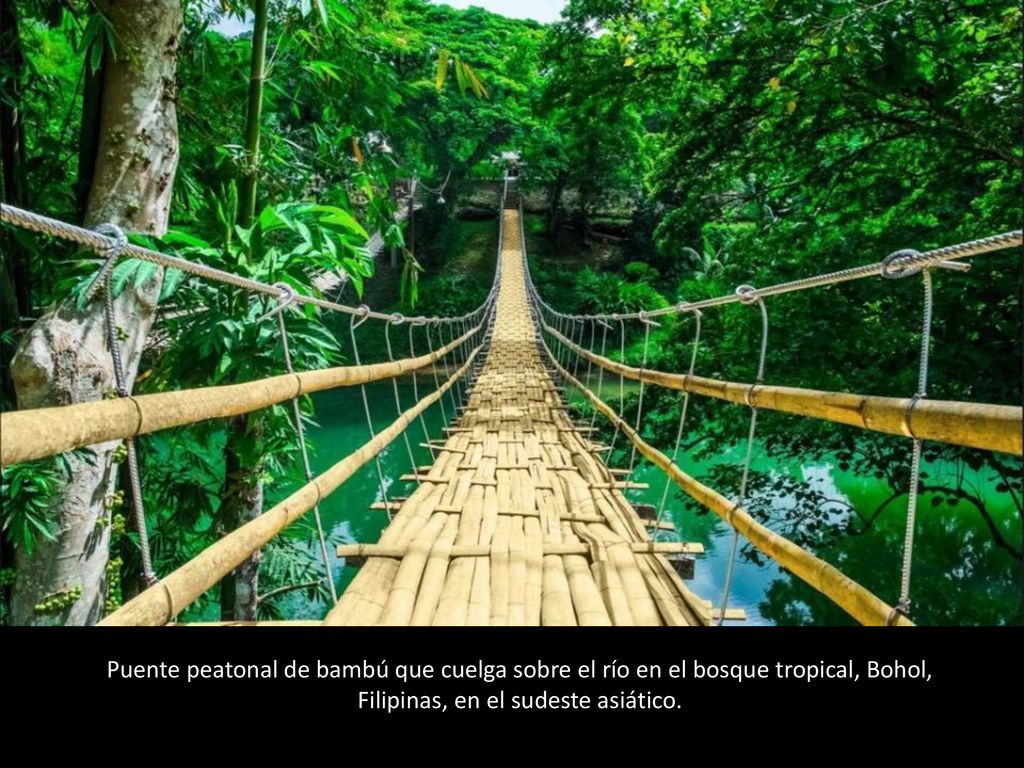 Puente peatonal de bambú que cuelga sobre el río en el bosque tropical, Bohol, Filipinas, en el sudeste asiático.
