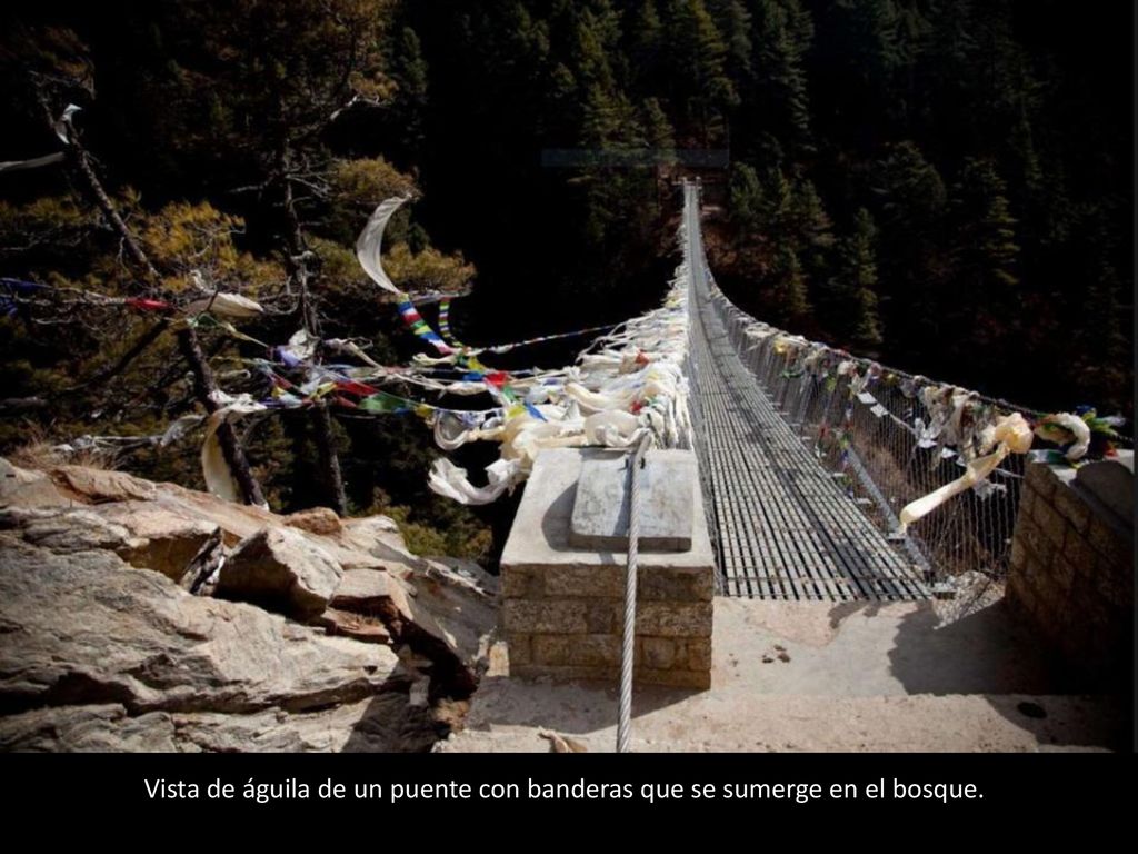 Vista de águila de un puente con banderas que se sumerge en el bosque.
