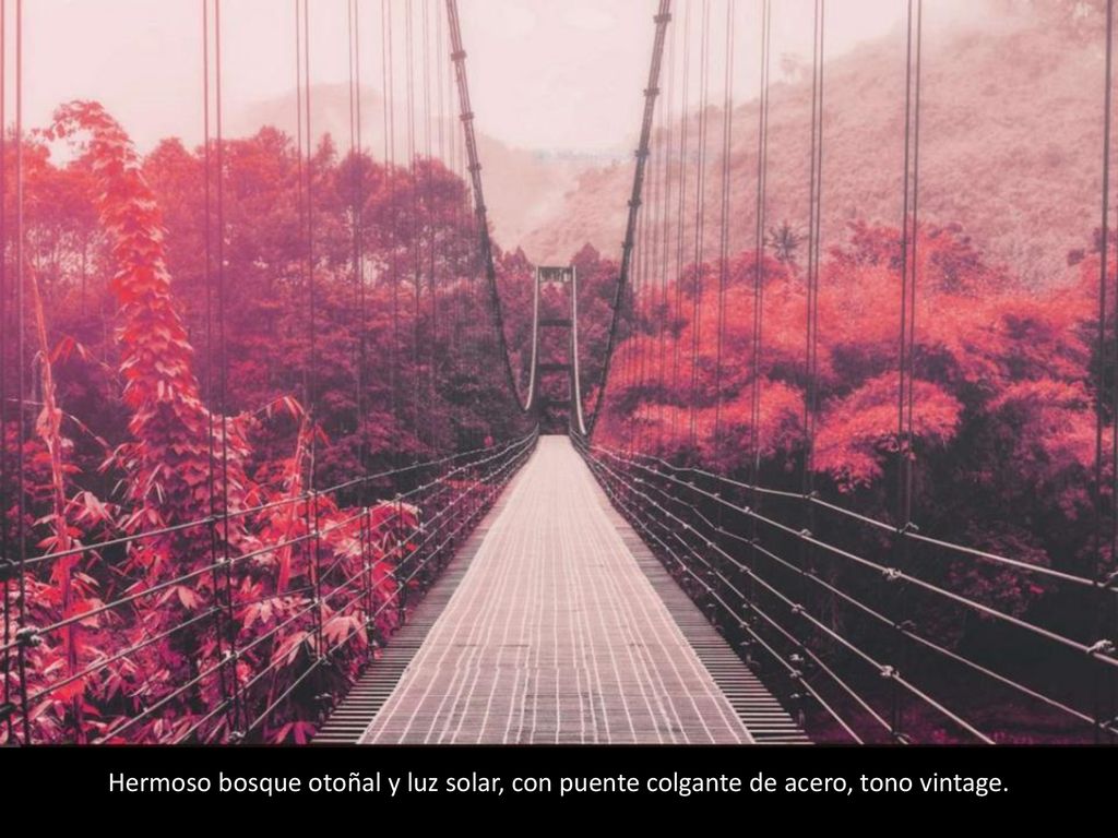 Hermoso bosque otoñal y luz solar, con puente colgante de acero, tono vintage.