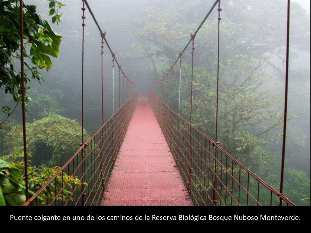 Puente colgante en uno de los caminos de la Reserva Biológica Bosque Nuboso Monteverde.