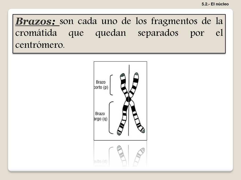 5.2.- El núcleo Brazos: son cada uno de los fragmentos de la cromátida que quedan separados por el centrómero.