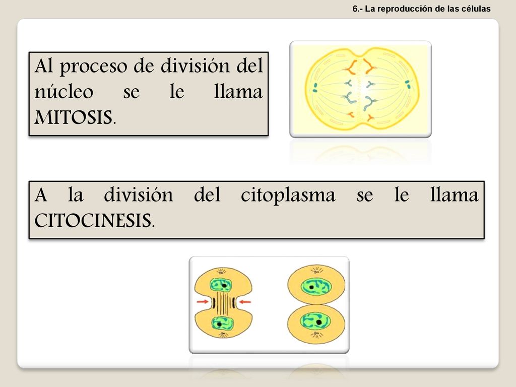 Al proceso de división del núcleo se le llama MITOSIS.