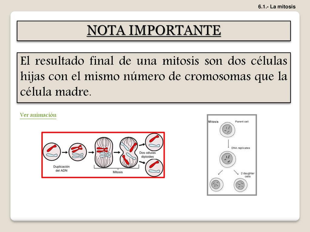 6.1.- La mitosis NOTA IMPORTANTE. El resultado final de una mitosis son dos células hijas con el mismo número de cromosomas que la célula madre.
