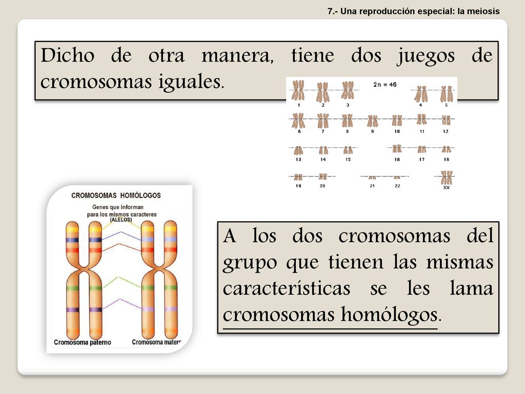 Dicho de otra manera, tiene dos juegos de cromosomas iguales.