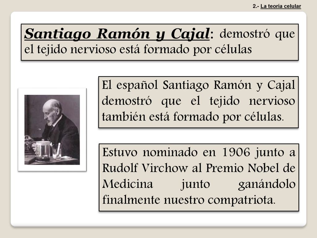 2.- La teoría celular Santiago Ramón y Cajal: demostró que el tejido nervioso está formado por células.