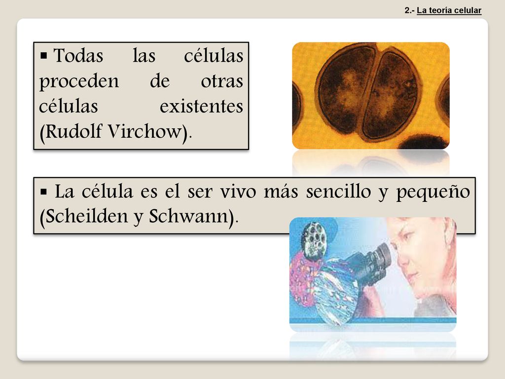 2.- La teoría celular Todas las células proceden de otras células existentes (Rudolf Virchow).