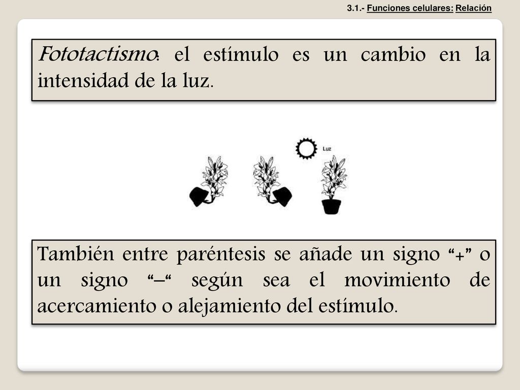 Fototactismo: el estímulo es un cambio en la intensidad de la luz.