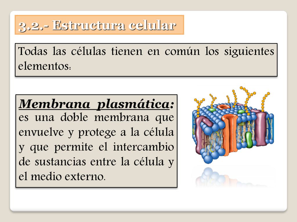 3.2.- Estructura celular Todas las células tienen en común los siguientes elementos: