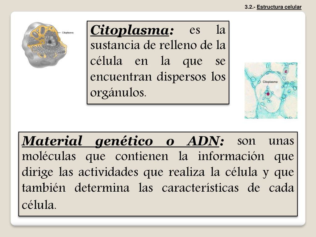 3.2.- Estructura celular Citoplasma: es la sustancia de relleno de la célula en la que se encuentran dispersos los orgánulos.