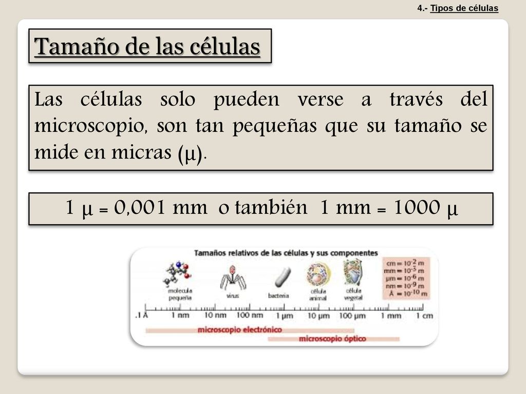 4.- Tipos de células Tamaño de las células.