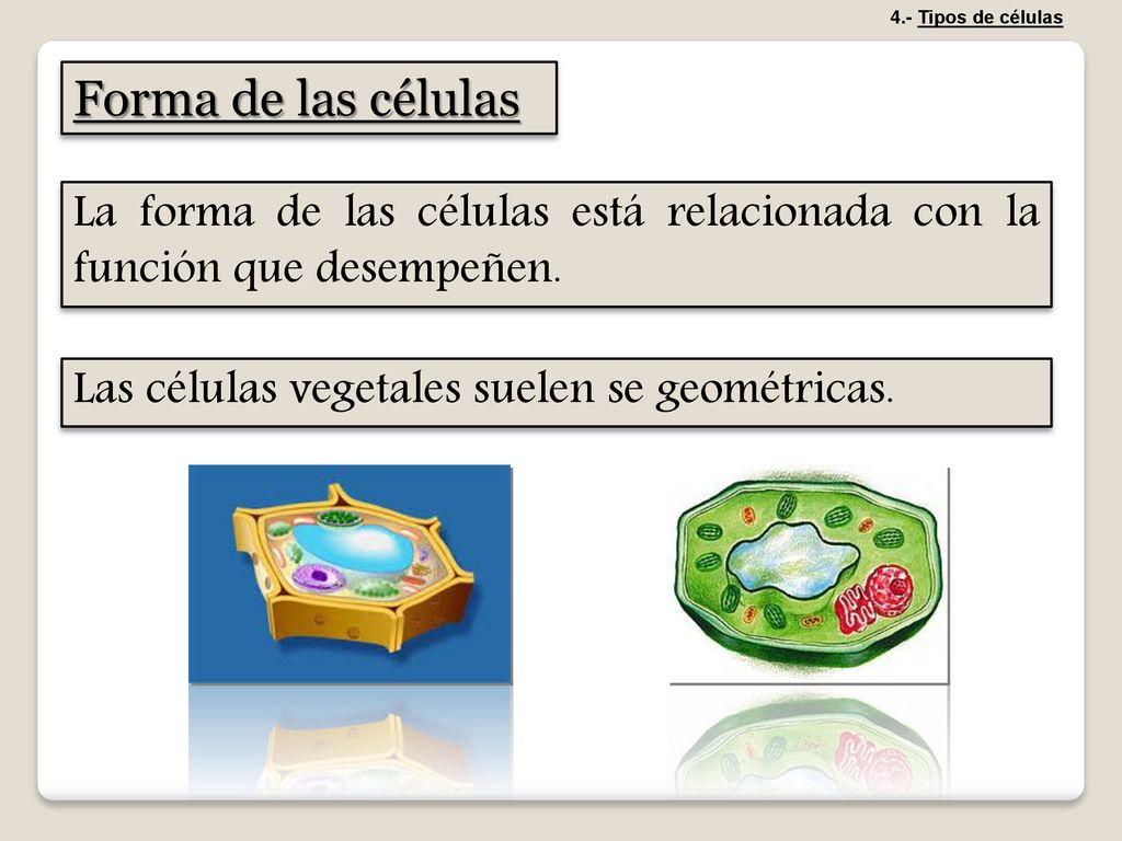 4.- Tipos de células Forma de las células. La forma de las células está relacionada con la función que desempeñen.