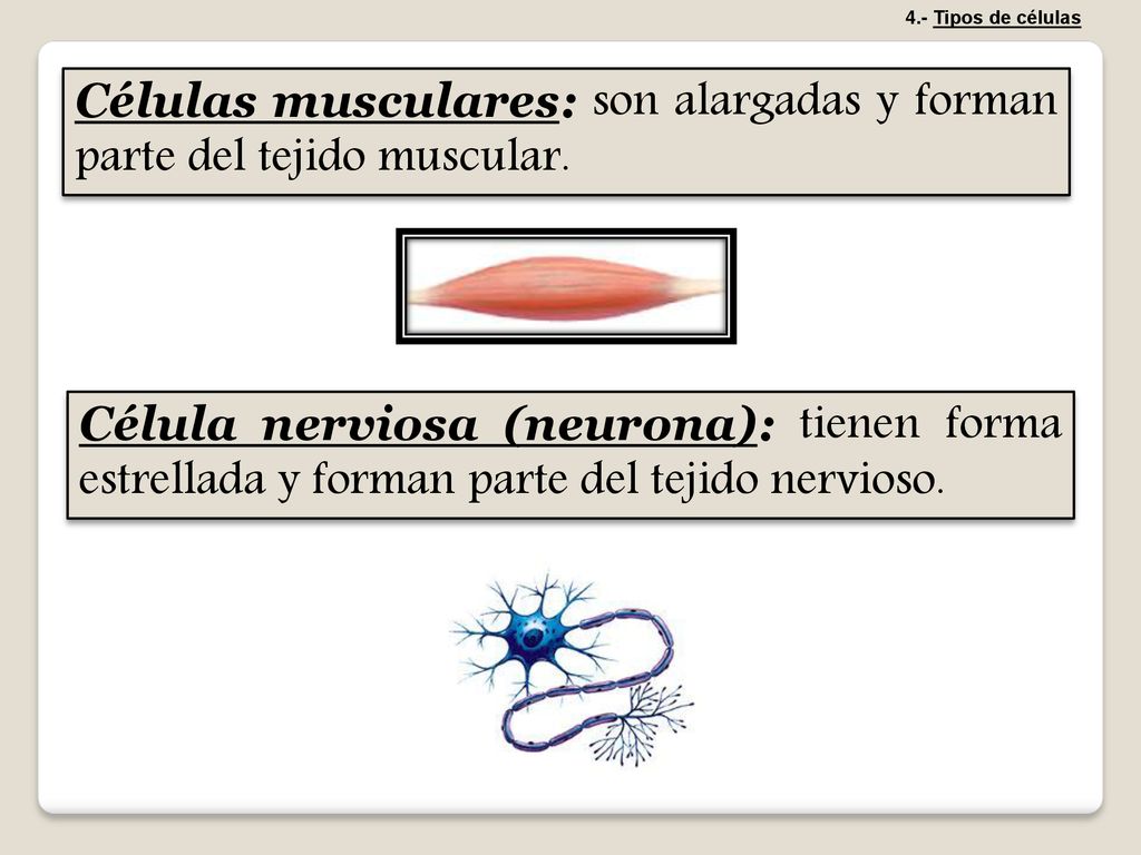 Células musculares: son alargadas y forman parte del tejido muscular.
