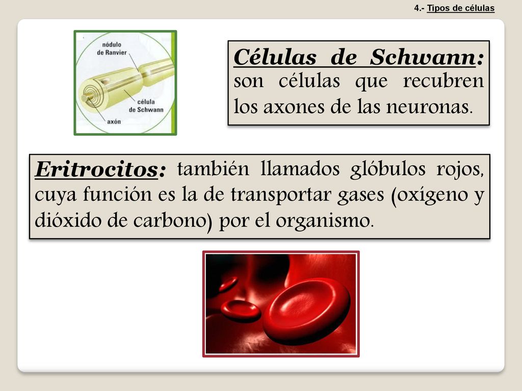 4.- Tipos de células Células de Schwann: son células que recubren los axones de las neuronas.
