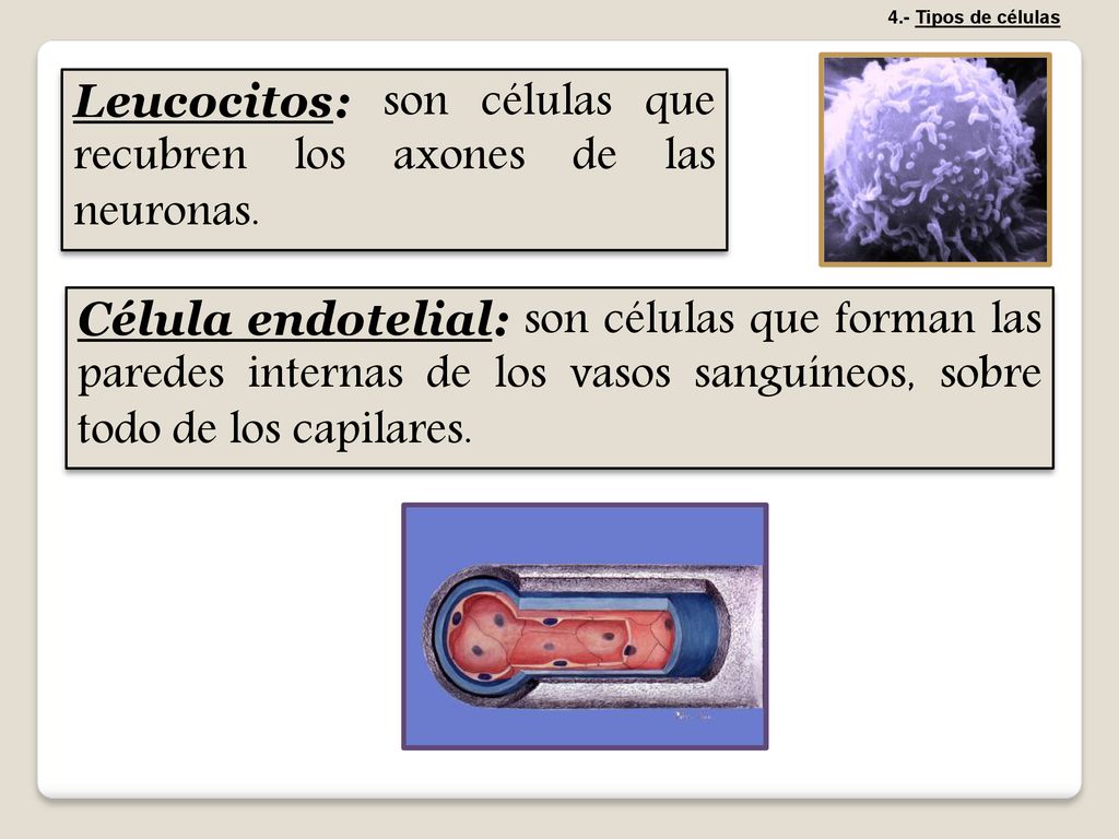 Leucocitos: son células que recubren los axones de las neuronas.
