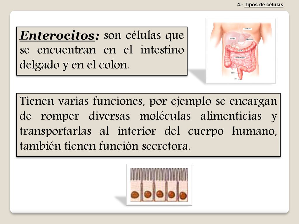 4.- Tipos de células Enterocitos: son células que se encuentran en el intestino delgado y en el colon.