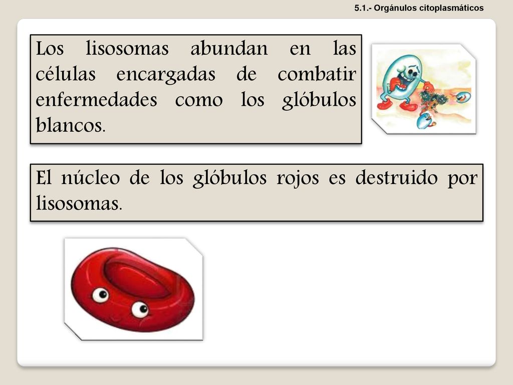 El núcleo de los glóbulos rojos es destruido por lisosomas.