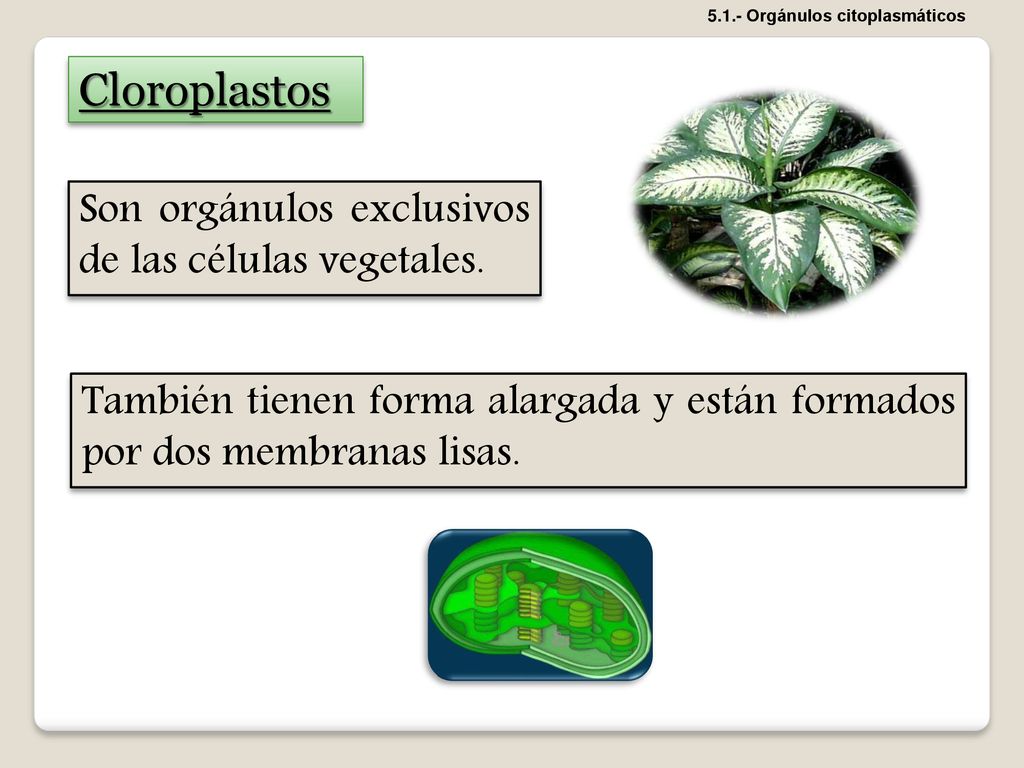 Cloroplastos Son orgánulos exclusivos de las células vegetales.
