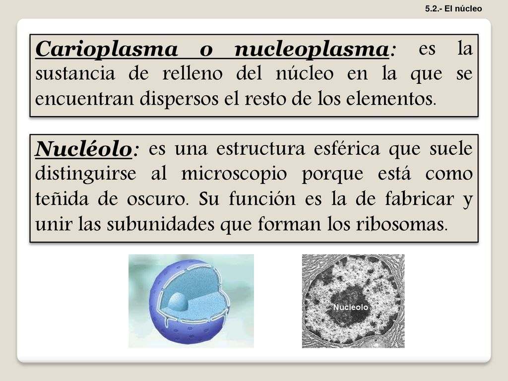 5.2.- El núcleo Carioplasma o nucleoplasma: es la sustancia de relleno del núcleo en la que se encuentran dispersos el resto de los elementos.
